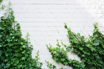 Fototapety  White brick wall overgrown with green ivy. Natural background with empty space