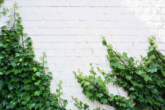 White brick wall overgrown with green ivy. Natural background with empty space © struvictory