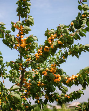 Tree with apricots