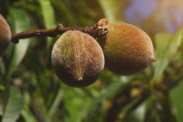 Close up picture of a peach in the tree