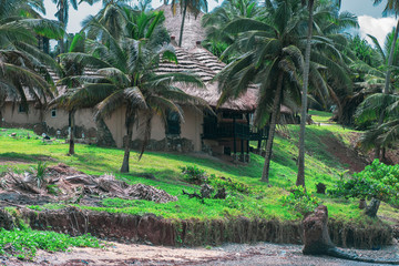 palm trees on the beach Ghana.