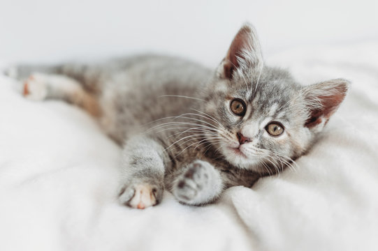 Cute kitten