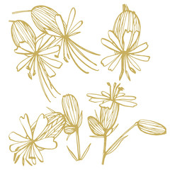 Bladder campion flowers. Set of drawing cornflowers, floral elements, hand drawn botanical illustration. Good for cosmetics, medicine, treating, aromatherapy, nursing, package design, field bouquet