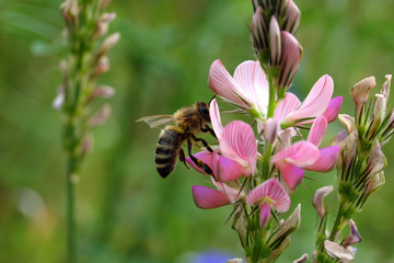 Biene an rosa Lupine und grüner Hintergrund - Stockfoto