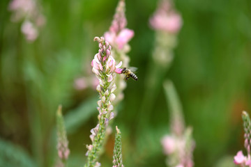 Biene an rosa Lupine und grüner Hintergrund - Stockfoto