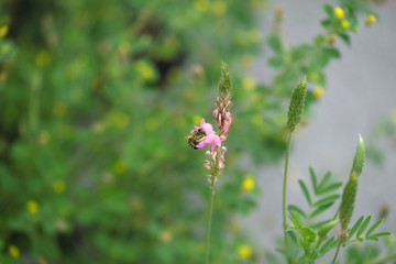 Biene an rosa Lupine und grüner Hintergrund - Stockfoto