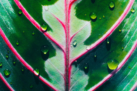 Macro close up of calathea leaves
