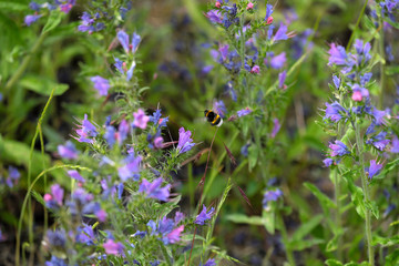 Hummel in Wiese mit blauen Blumen - Stockfoto