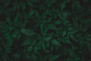 Fototapeta na wymiar Green leaves pattern background. sweet potato leaves nature dark green tone background.