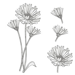 Calendula or daisy flower. Botanical illustration. Good for cosmetics, medicine, treating, aromatherapy, nursing, package design, field bouquet. Hand drawn wild hay flowers.