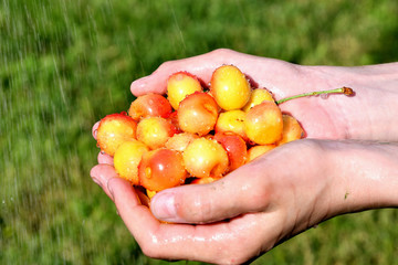 Cherry in the hands of a man, washing under a stream of water on a sunny day in the garden.