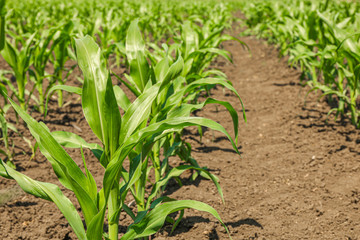 Obraz premium Green corn field as background, space for text. Agriculture