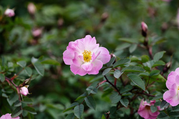 Obraz premium pink rose flower buds on the bush