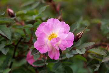 bright fuchsia pink rose flower buds on the bush.Poppius. Winter-resistant roses: thorny rose or Rosehip feminine