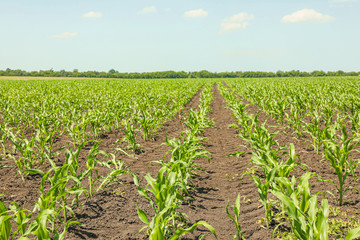 Fototapeta na wymiar Green corn field against sky, space for text. Agriculture