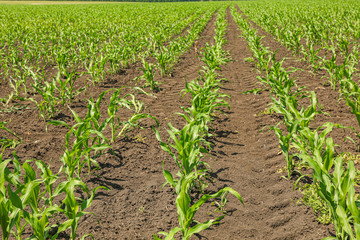 Green corn field as background, space for text. Agriculture