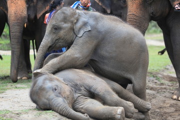 Elephants at Patara Elephant Farm, Chiang Mai, Thailand