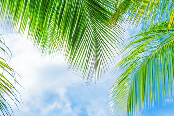 Fototapeta na wymiar Fresh green palm tree foliage