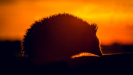 Hedgehog at sunset, Scientific name: Erinaceus Europaeus, wild, free roaming hedgehog, taken at dusk from wildlife woodland hide to monitor health and population of this favourite but declining mammal © Moorland Roamer