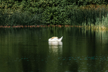 Swan on the water