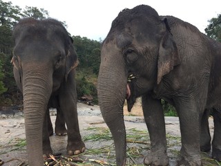 Fototapeta premium Elephants at Patara Elephant Farm, Chiang Mai, Thailand