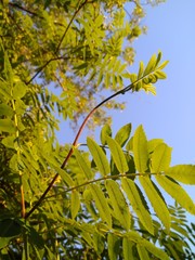 green leaf of a mountain ash on a blue sky background