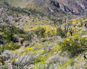 desert flower super bloom