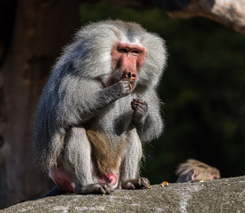 The hamadryas baboon, Papio hamadryas is a species of baboon