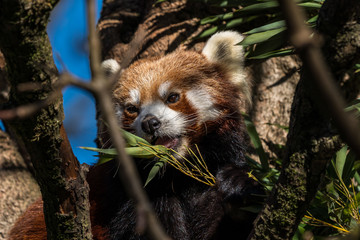 The red panda, Ailurus fulgens, also called the lesser panda.