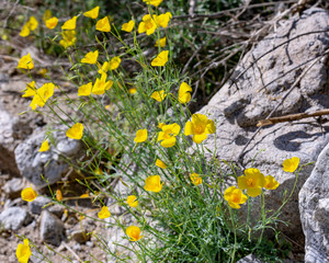 desert super bloom yellow poppy 