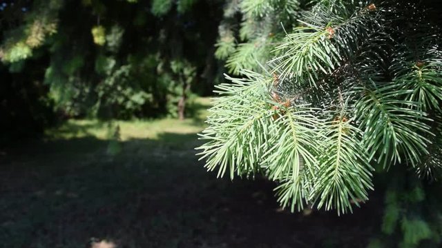 Background of green pine branches in nature. Summer.