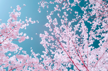 Cherry blossoms