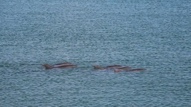 Bottlenose dolphin at Monkey Mia, Western Australia