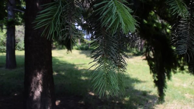 Background of green pine branches in nature. Summer.