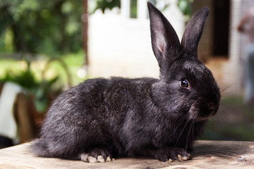 Rabbit home on the plot closer to the natural environment