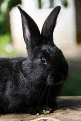 Rabbit home on the plot closer to the natural environment