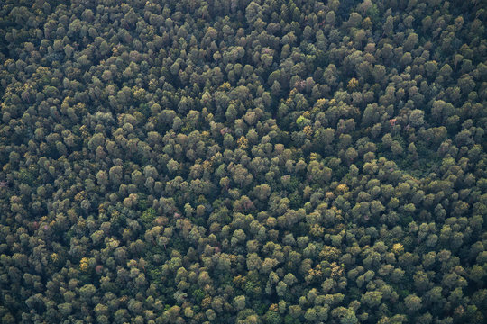 Aerial View Of The Woods.
