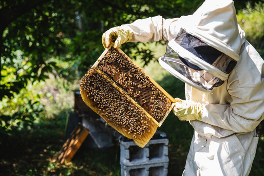 Beekeeper cheking a frame of the beehive
