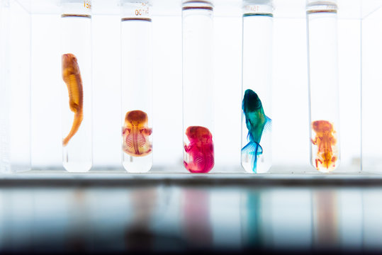 Glass containers preserving fish