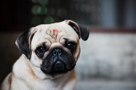 Portrait of a pug looking at the camera.