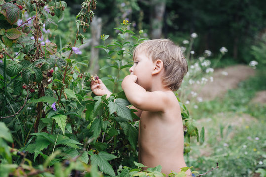 Little Boy Picking Berries