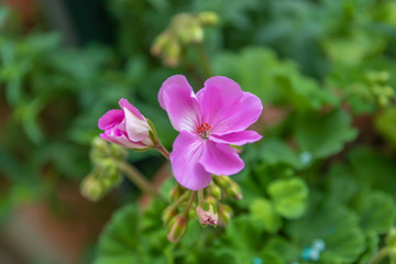 pink flower in the garden