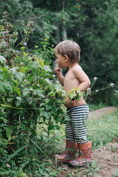 Little Boy Picking Berries