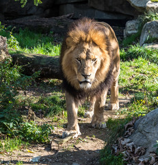 The lion, Panthera leo is one of the four big cats in the genus Panthera