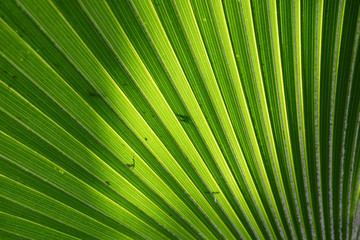 Fototapeta premium Palm Leaf