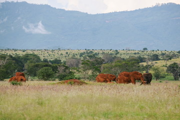 Fototapeta na wymiar A herd of African elephants (Loxodonta Africana) in the savannah grassland landscape of tsavo, Kenya
