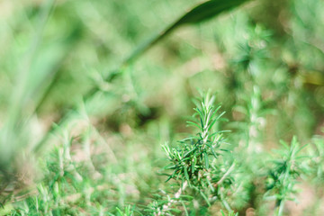 Background of fresh Rosemary Herb grow outdoor. rosemary selective focus blurred background