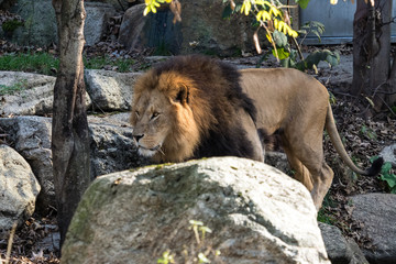 The lion, Panthera leo is one of the four big cats in the genus Panthera