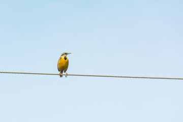 Pradero Tortillaconchile