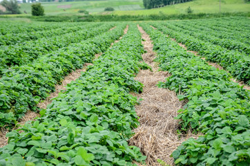 Plantation of strawberries grown in the rows.